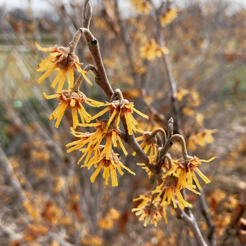 Selective Pruning Helps Create A More Tree-Like Shape