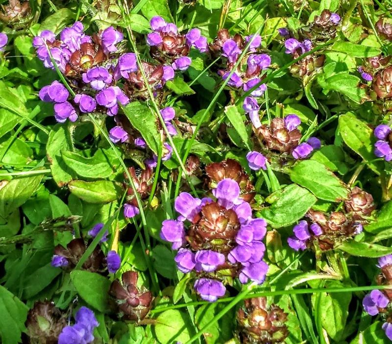 Self-Heal Handles Light Foot Traffic Well