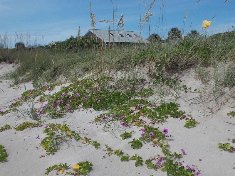 Send Railroad Vine Over Dry Coastal Slopes Send Railroad Vine Over Dry Coastal Slopes