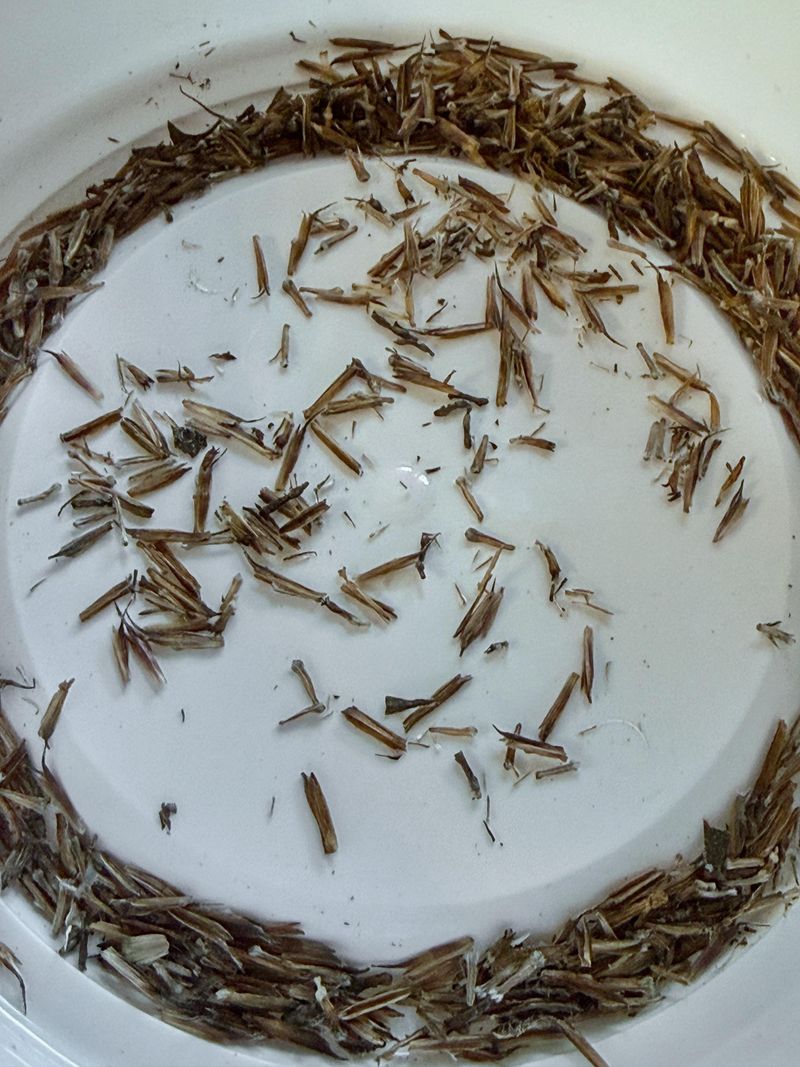 Separate Chaff From Viable Seeds