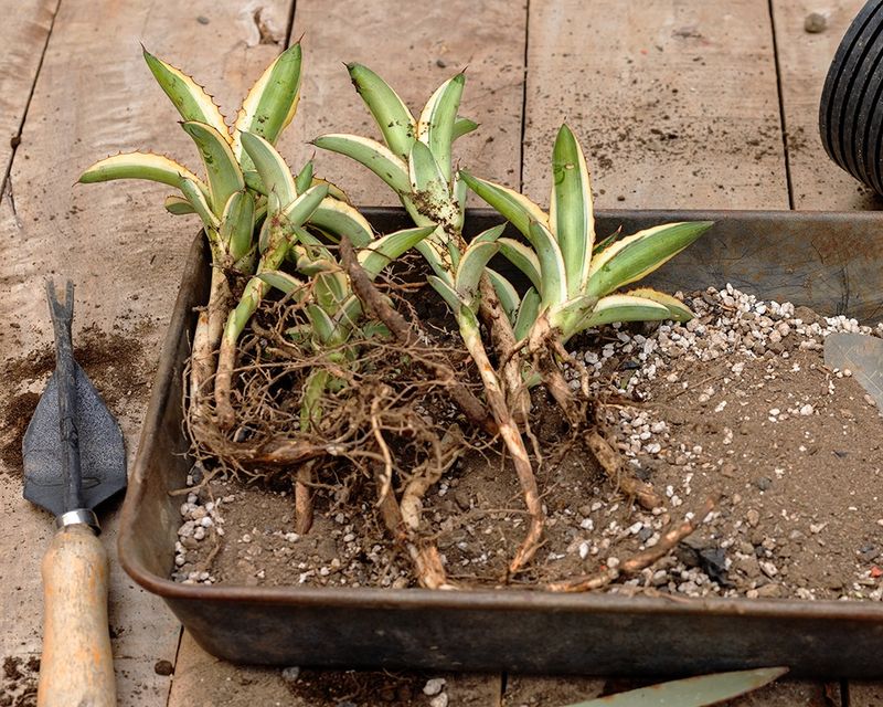 Separate Only Well-Established Pups From The Parent Plant