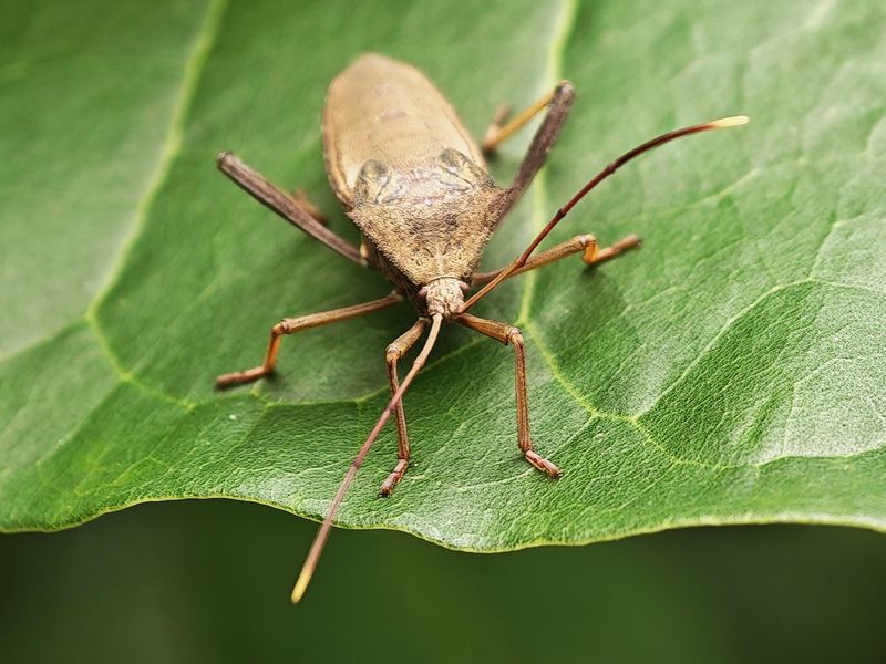 Separate Stink Bugs From Leaffooted Bugs Separate Stink Bugs From Leaffooted Bugs