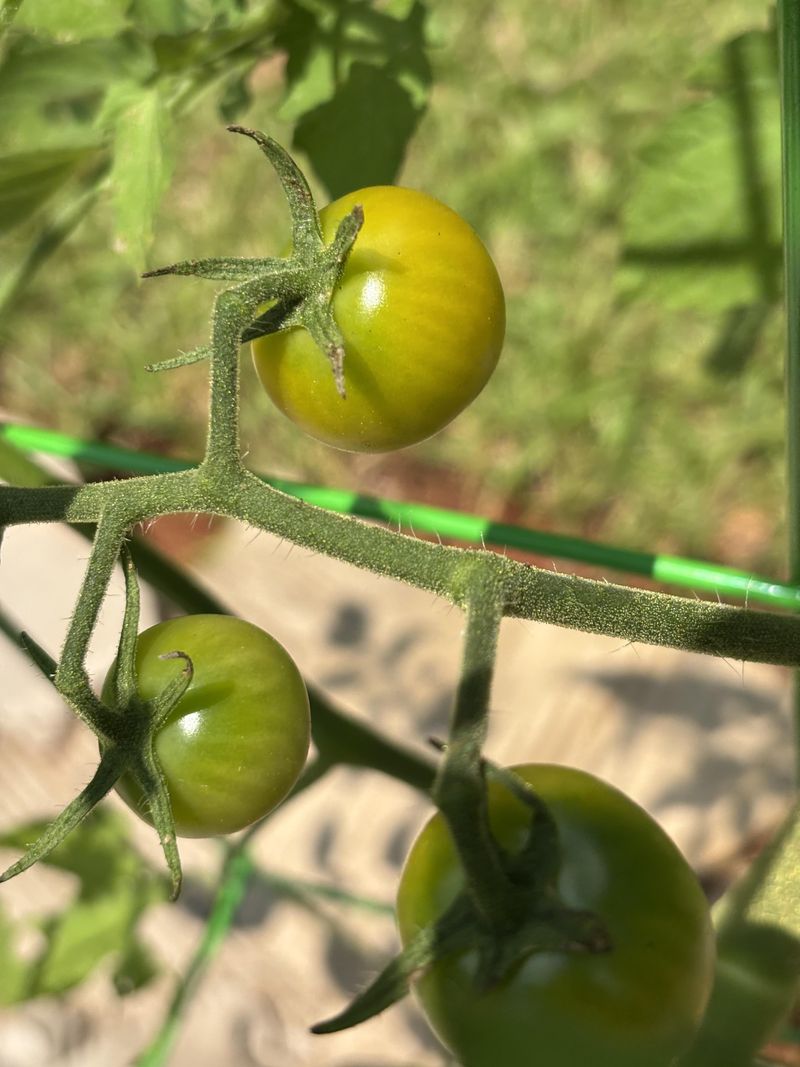 Separate Tiny Fruit From The Best Ripeners