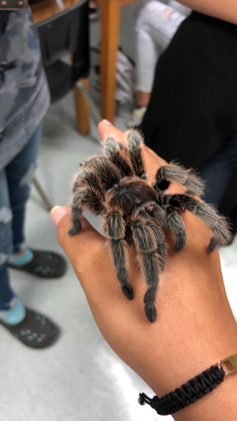 Separating Myth From Fact About Their Bite