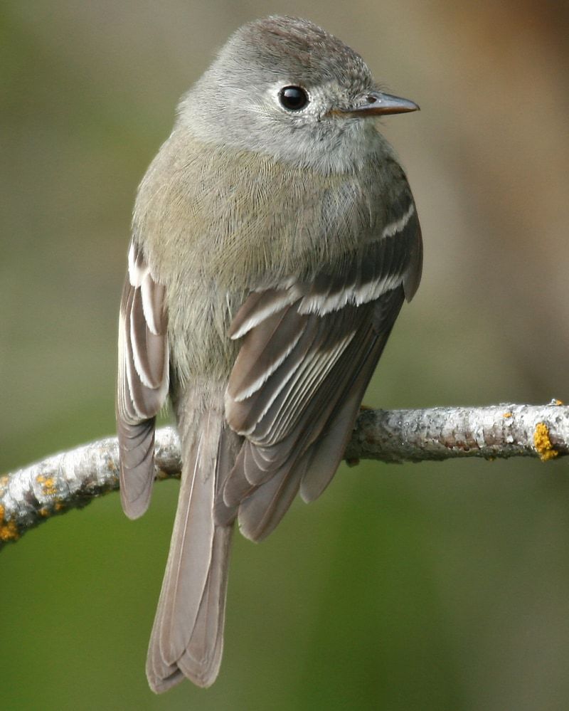 September Brings A New Wave Of Birds Through Oregon