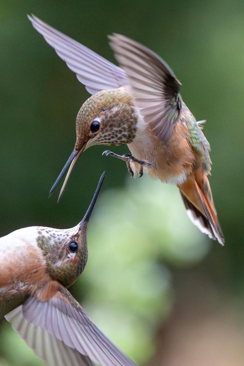 September Can Bring A Burst Of Hummingbird Activity September Can Bring A Burst Of Hummingbird Activity