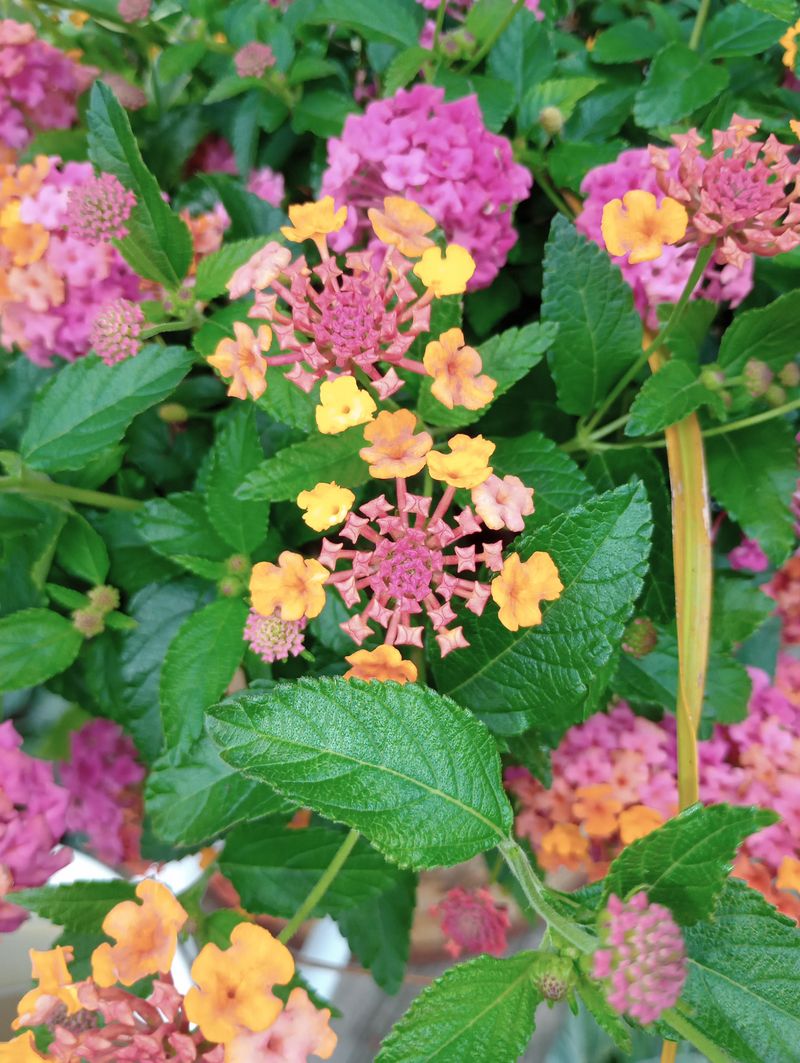 September Can Bring Another Strong Flush Of Lantana Flowers September Can Bring Another Strong Flush Of Lantana Flowers