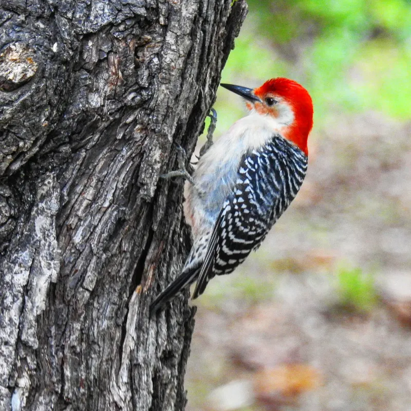 September Can Make Woodpeckers Easier To Notice