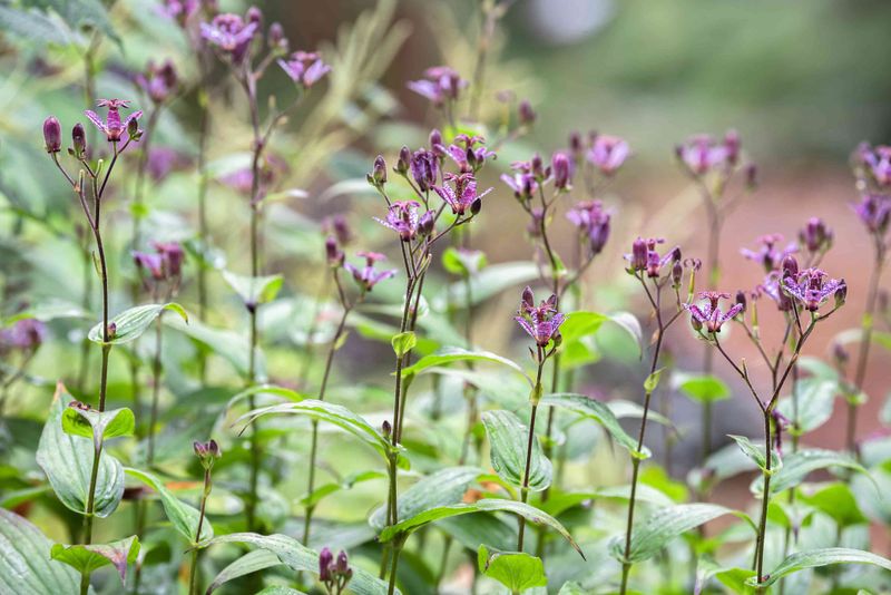 September Dry Spells Can Interrupt Late-Season Flowering