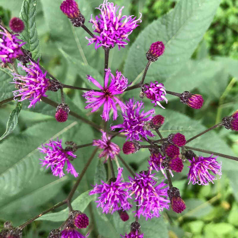 September Gives New Plants Relief From Peak Summer Heat