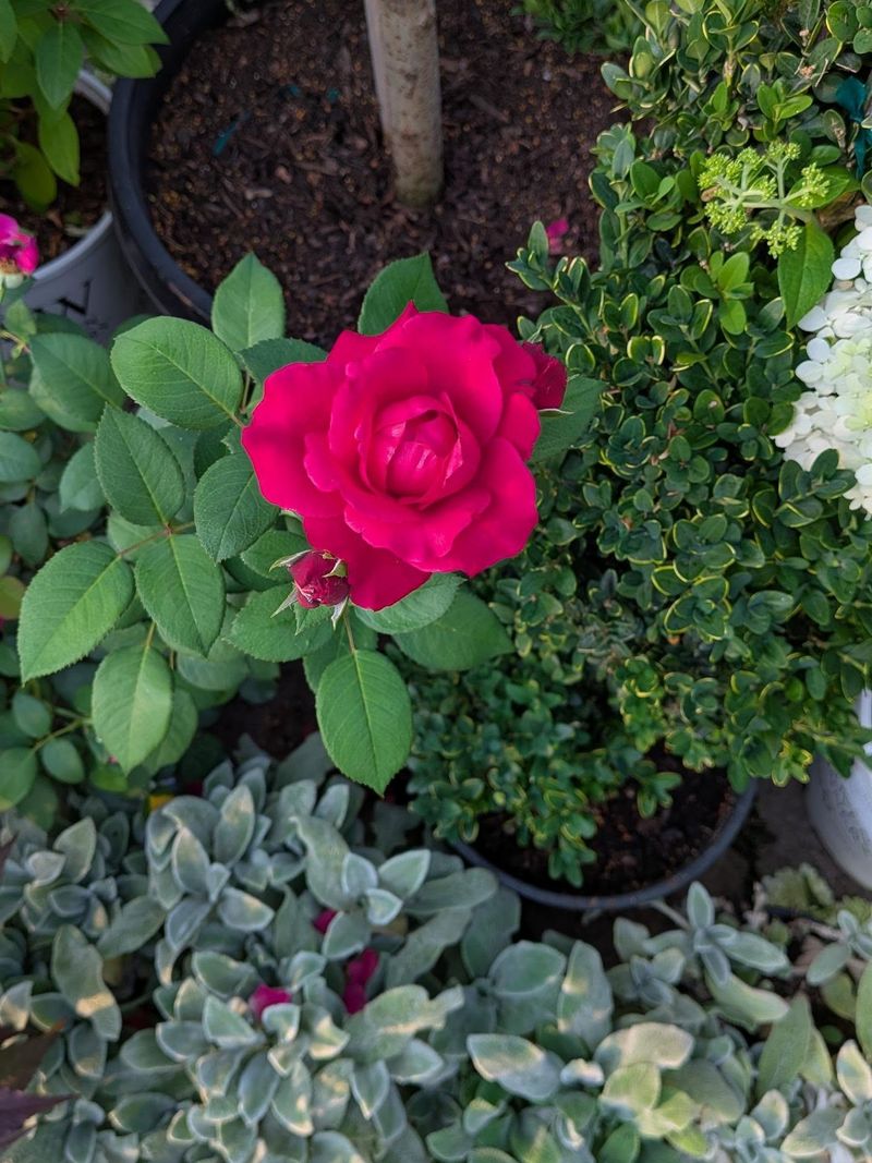 September Gives Roses A Break From The Worst Summer Heat