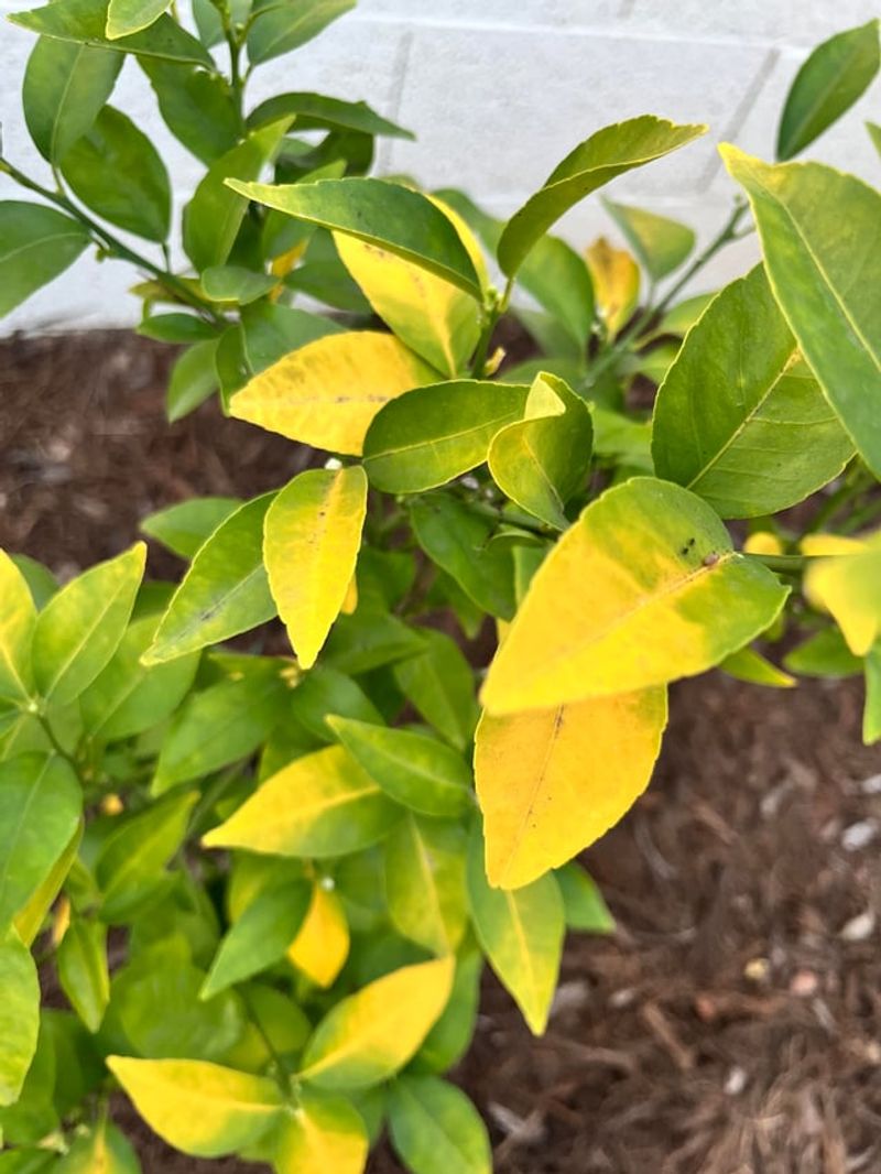 September Heat Can Still Dry Roots Fast
