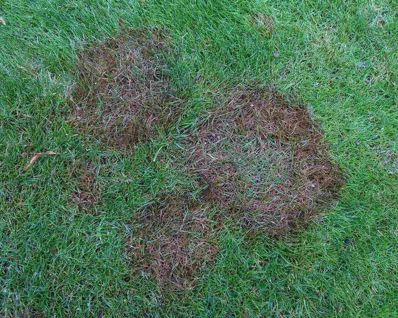 September Is A Bad Time To Chase Dark Green Turf