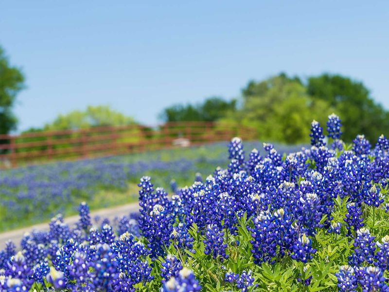 September Is A Prime Time To Sow Bluebonnets September Is A Prime Time To Sow Bluebonnets