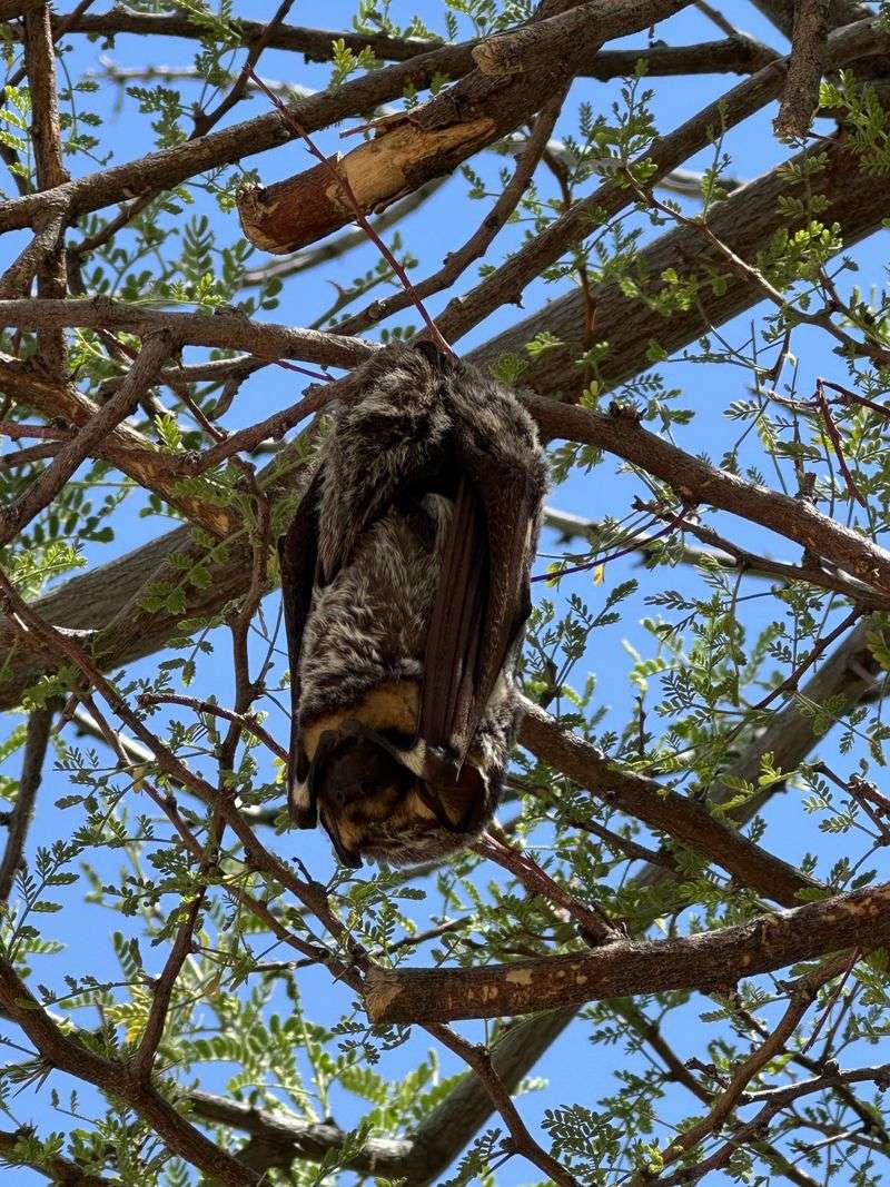 September Is Still An Active Month For Bats