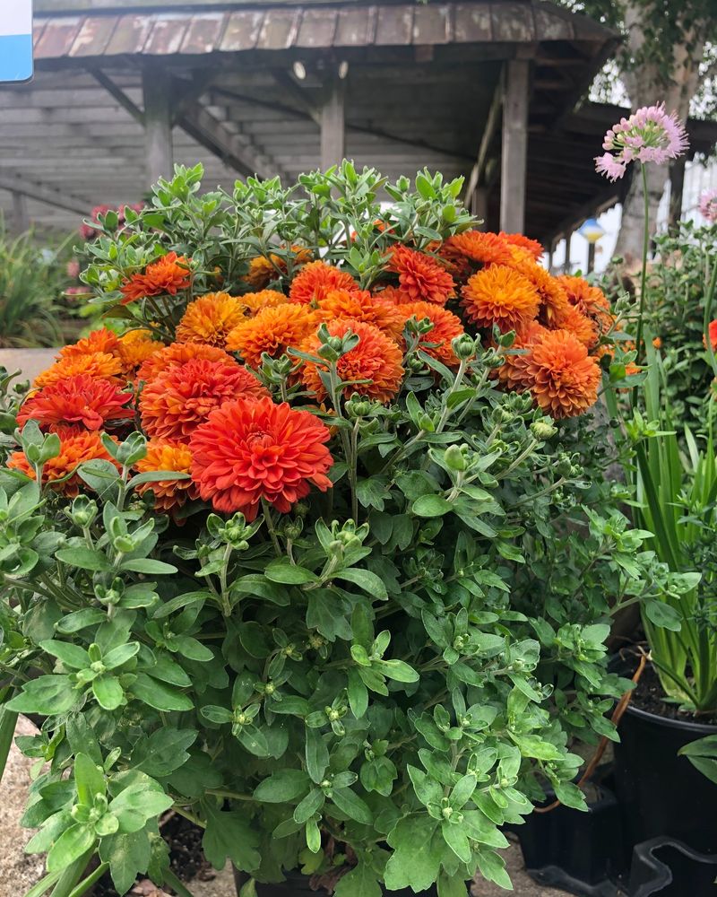September Is Too Late To Keep Pinching Back Mums