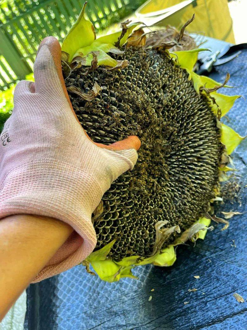 September Is When Many Sunflower Seeds Reach Maturity