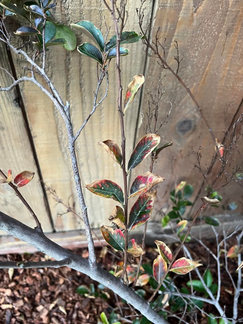 September Leaf Drop Is Usually Too Early To Blame On Winter