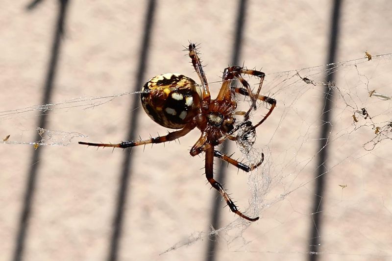 September Makes Large Orb Webs Much Easier To Notice