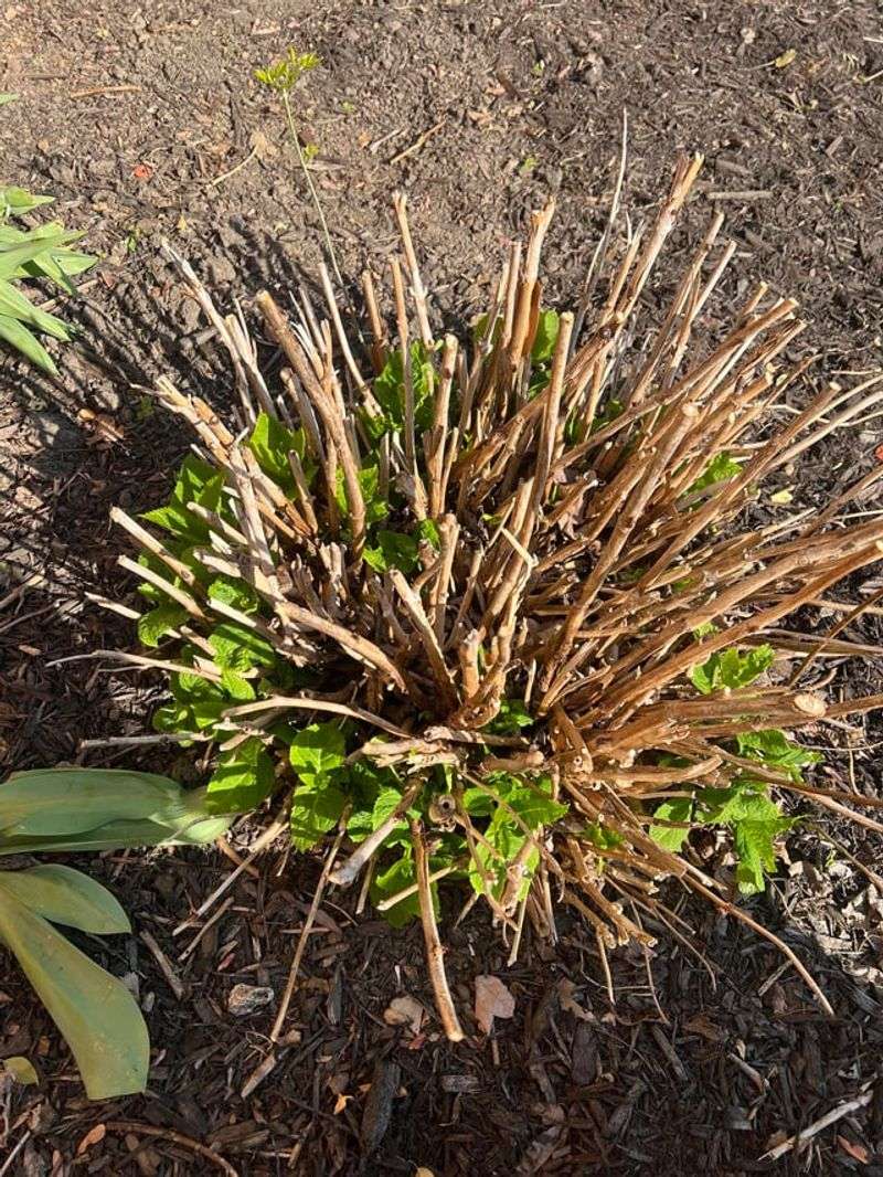 September Pruning Can Remove Next Year's Flowers September Pruning Can Remove Next Year's Flowers