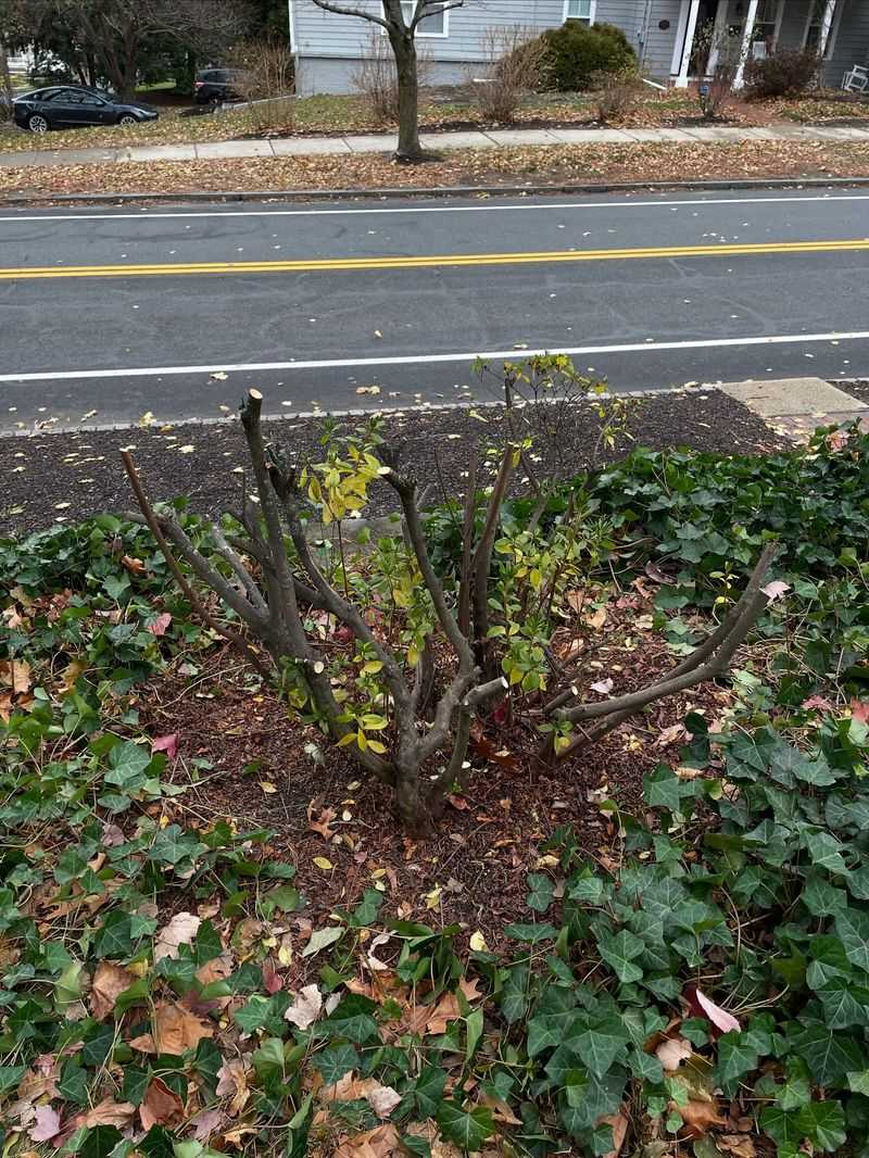 September Pruning Can Trigger New Growth September Pruning Can Trigger New Growth
