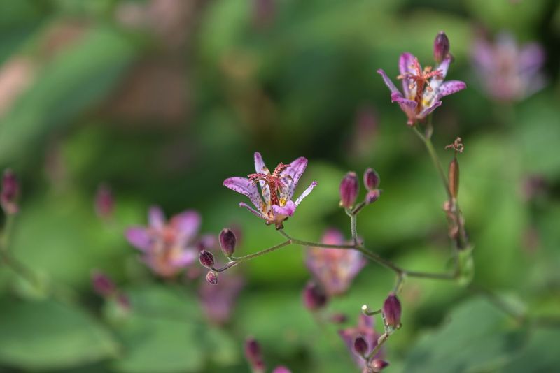 September Soil Checks Can Help Prevent Moisture Stress Before Bloom