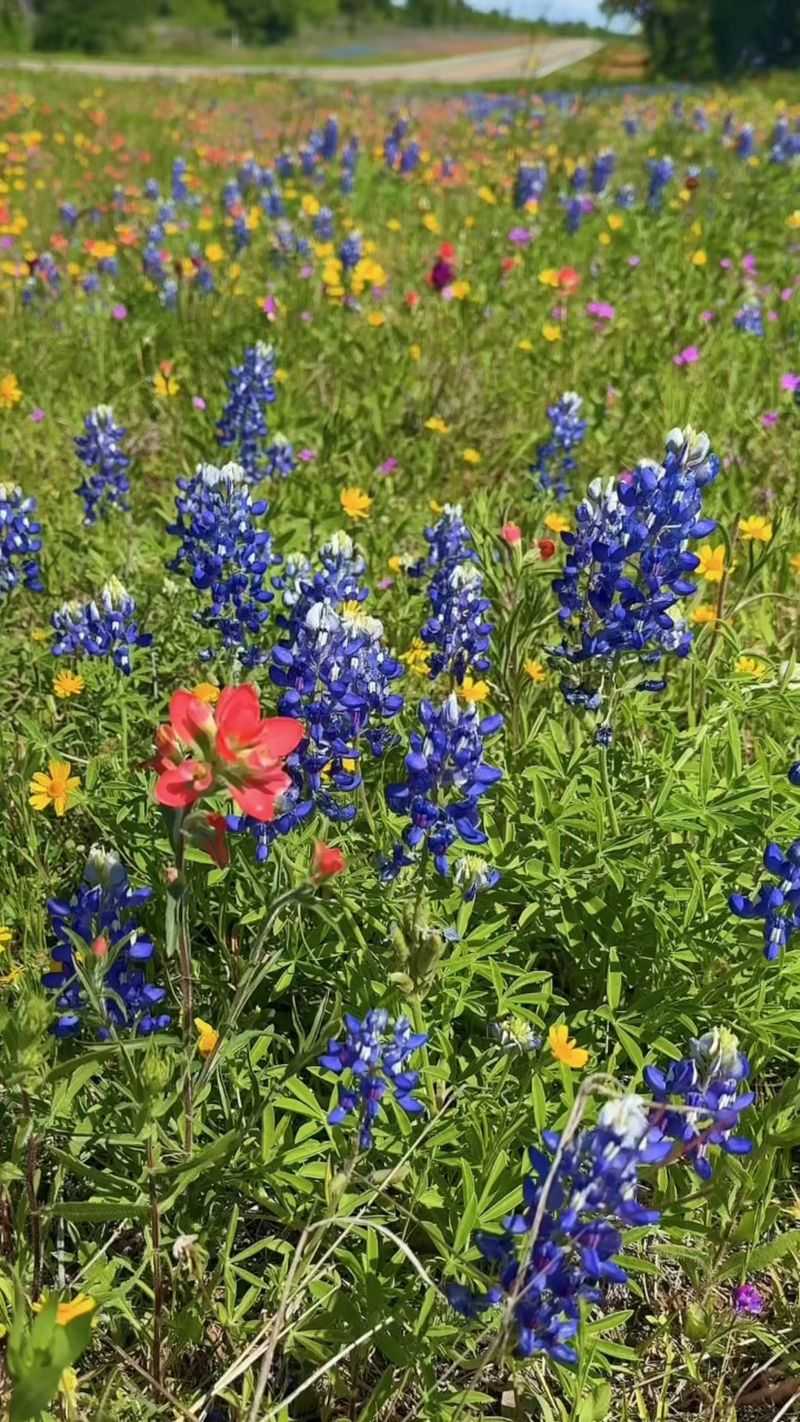 September Starts The Spring Wildflower Season