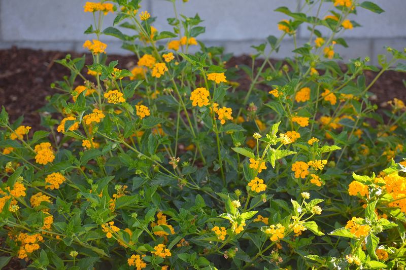 September Temperatures Call For A Change In Watering September Temperatures Call For A Change In Watering