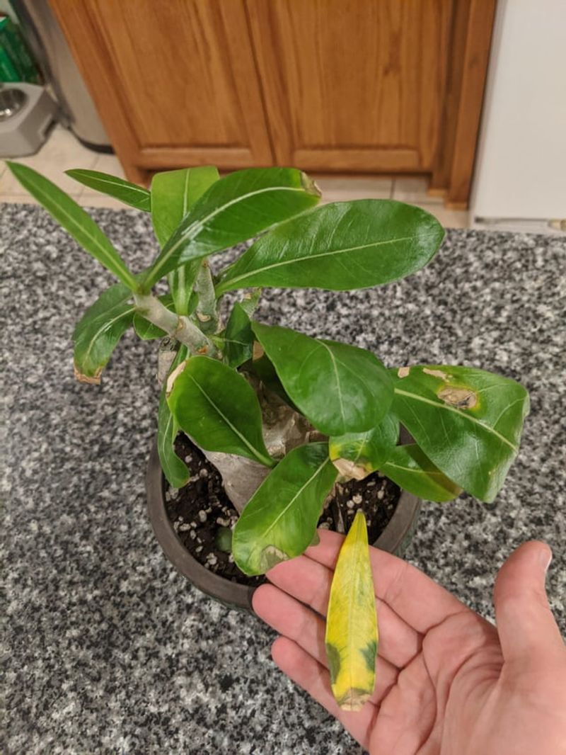 September Yellowing Is Not Always A Fall Problem