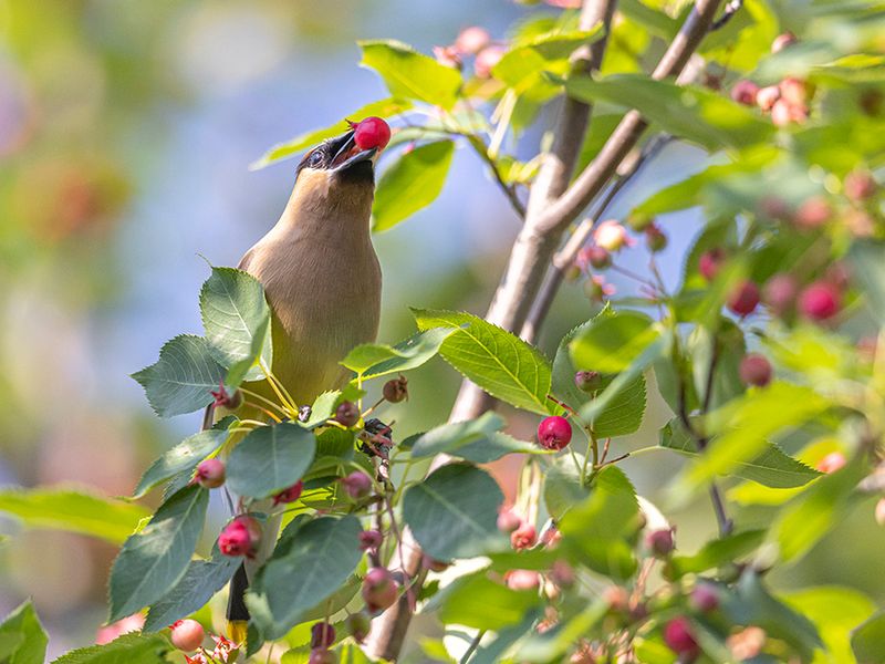 Serviceberries Can Still Draw Plenty Of Late-Summer Visitors