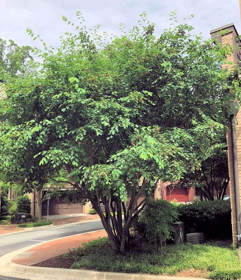 Serviceberry Serviceberry