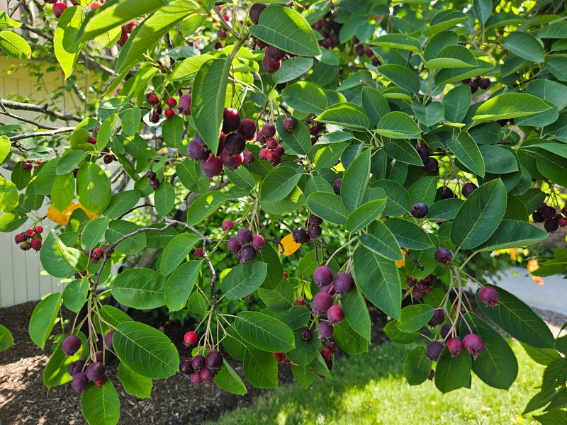 Serviceberry (Amelanchier Species)