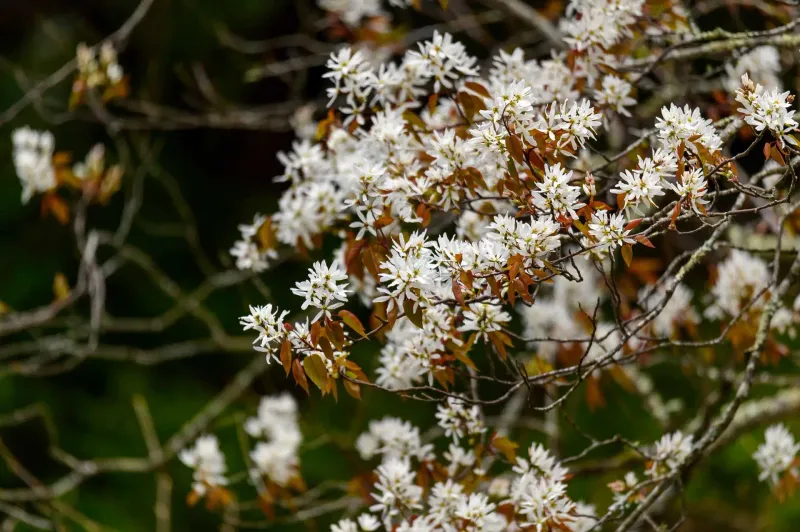 Serviceberry Feeds Birds And Blooms Like The Pear Serviceberry Feeds Birds And Blooms Like The Pear