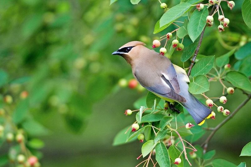 Serviceberry Is Easier To Prune Once Birds Finish Feeding