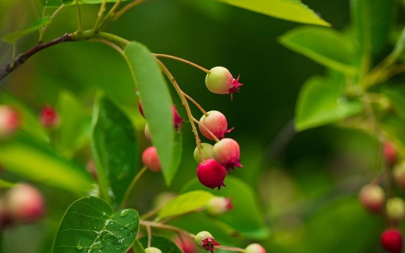 Serviceberry Keeps A Small Rounded Crown Serviceberry Keeps A Small Rounded Crown