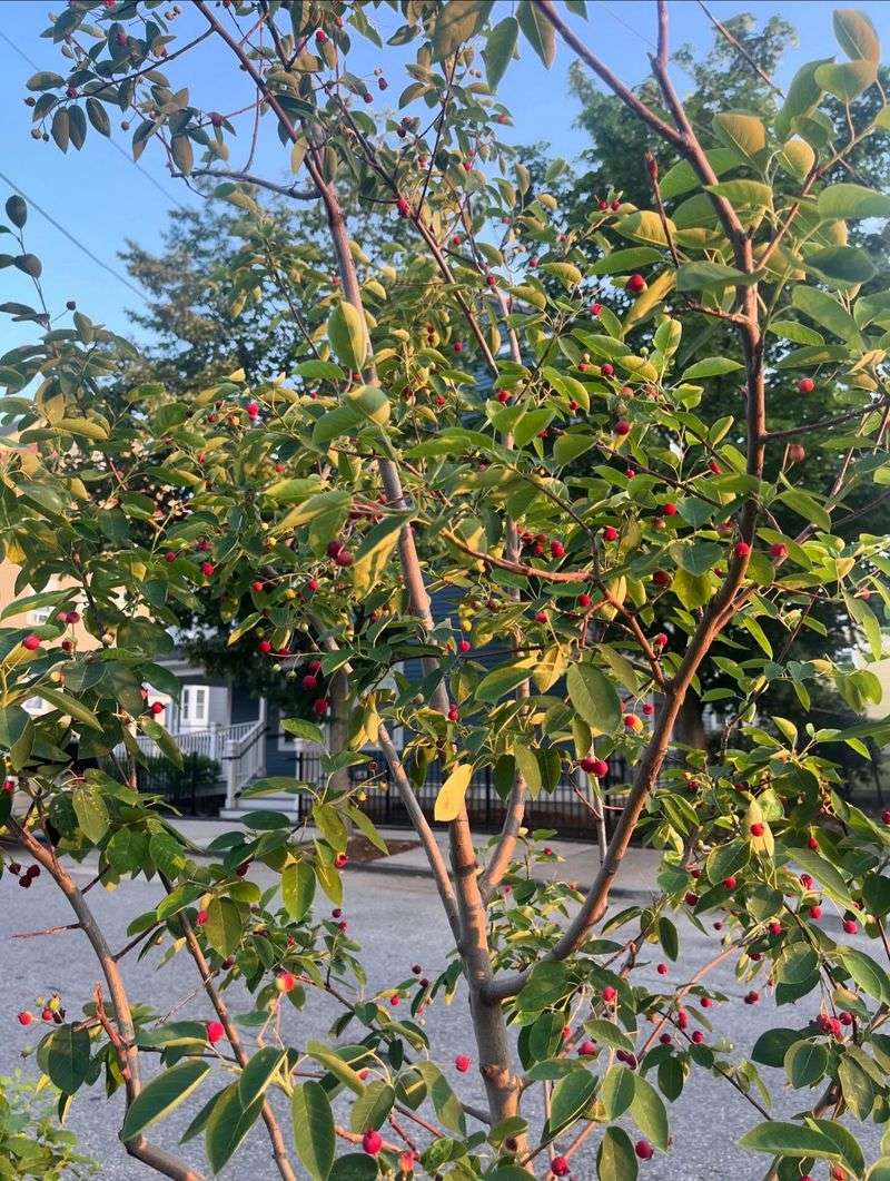 Serviceberry Serviceberry