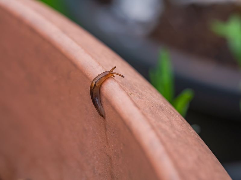 Set Beer Traps To Catch Slugs Set Beer Traps To Catch Slugs