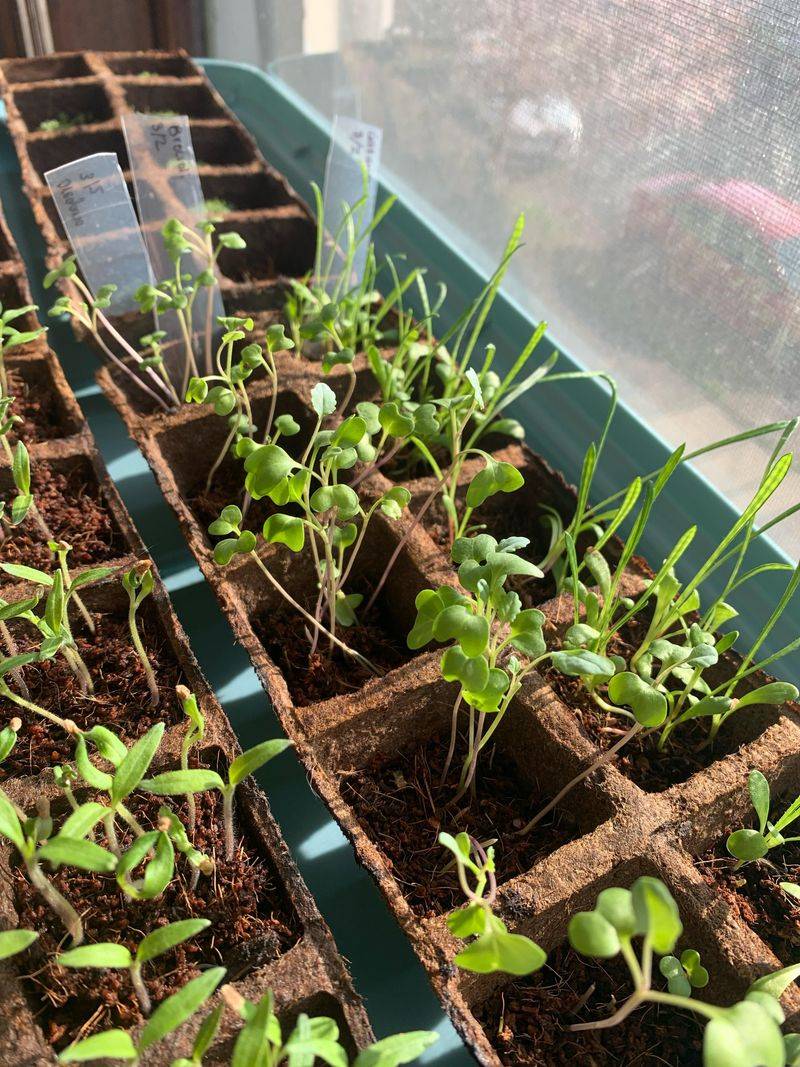 Set Broccoli Transplants Before The Window Closes Set Broccoli Transplants Before The Window Closes