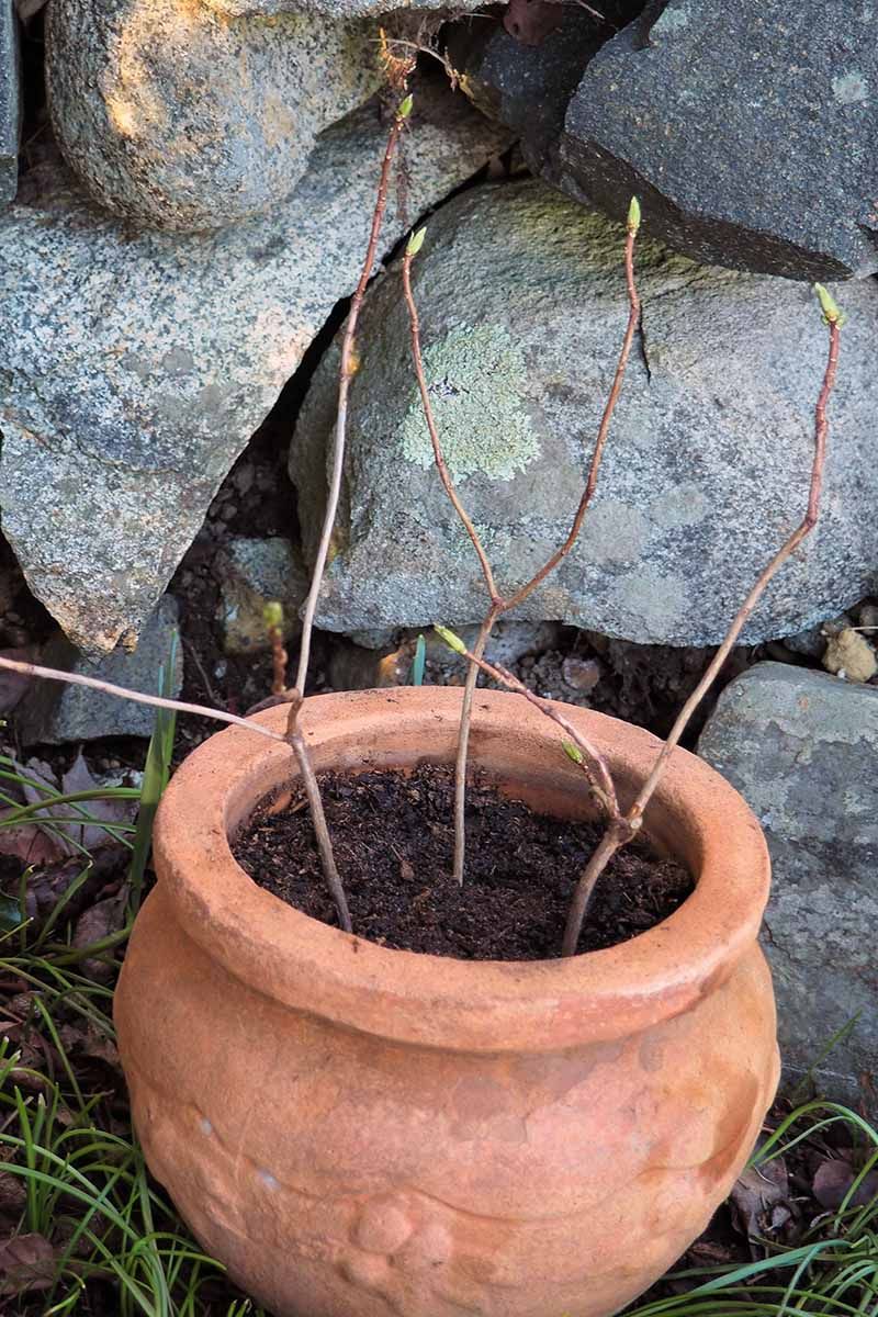 Set Each Stem Into A Moist Growing Mix Set Each Stem Into A Moist Growing Mix