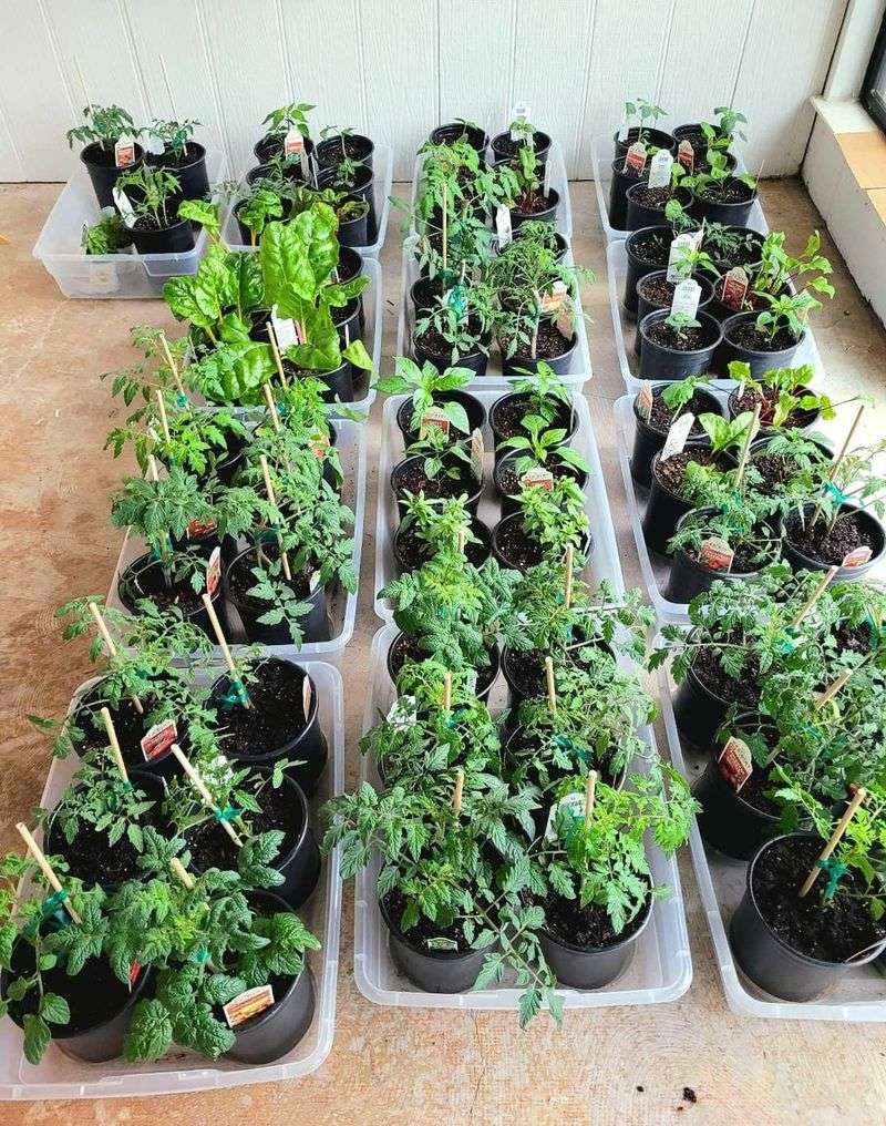 Set Out Tomatoes By Regional Window Set Out Tomatoes By Regional Window
