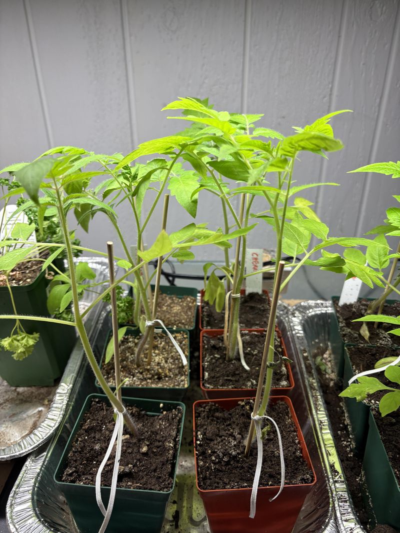 Set Out Tomatoes By Regional Window