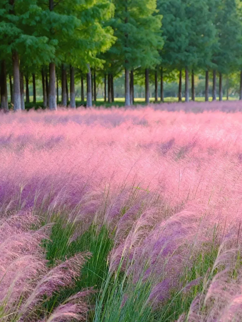 Set The Stage With Pink Muhly Grass Set The Stage With Pink Muhly Grass