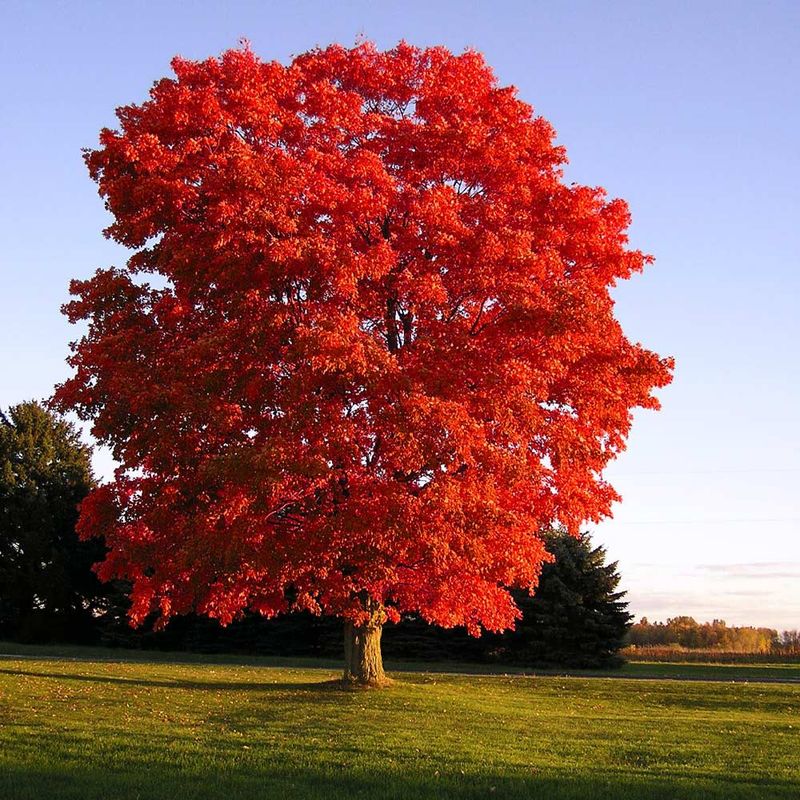 Set Your Maples Up For A Stunning Fall Display Set Your Maples Up For A Stunning Fall Display