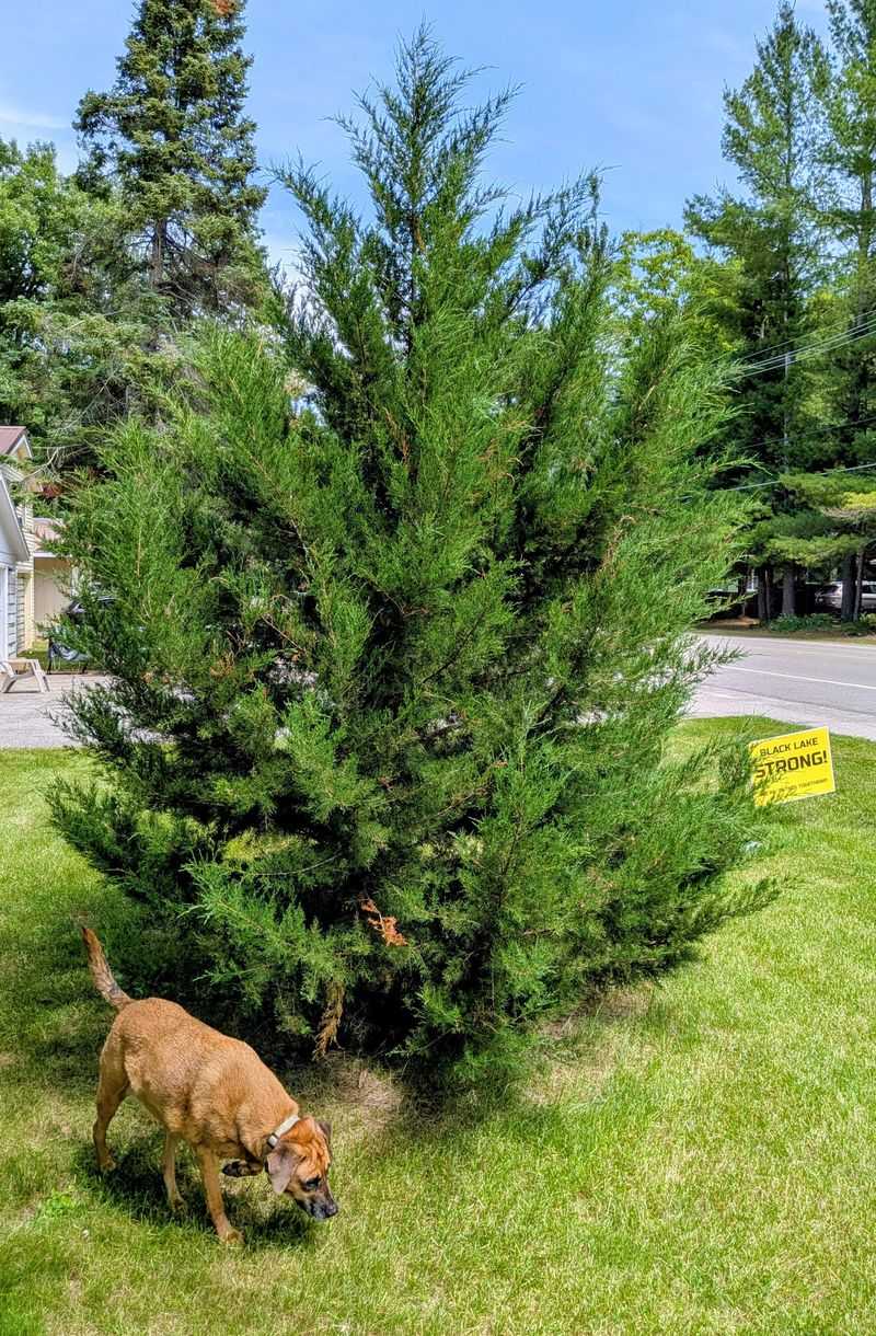 Setting This Tree Apart From Arborvitae