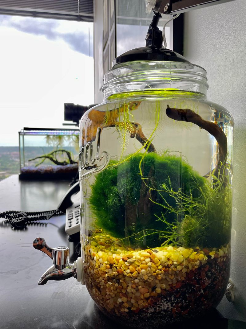 Setting Up A Marimo In A Jar Or Tank