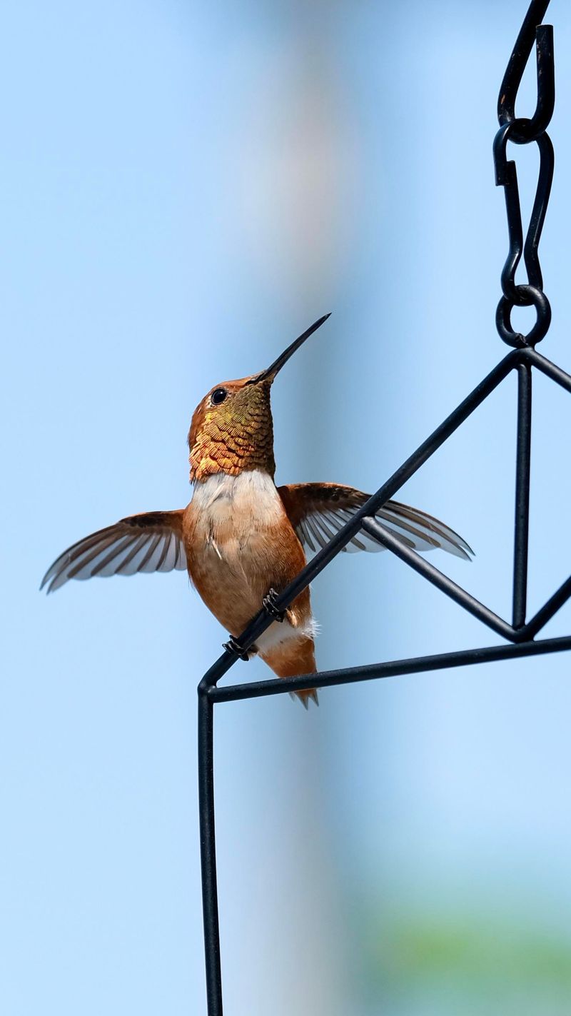 Several Species May Visit The Same Yard Several Species May Visit The Same Yard