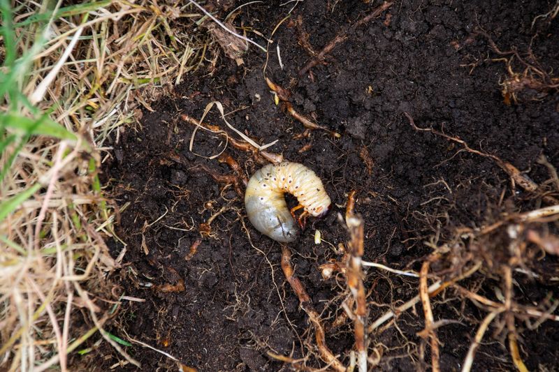 Severely Root-Damaged Sod Can Peel Back Easily