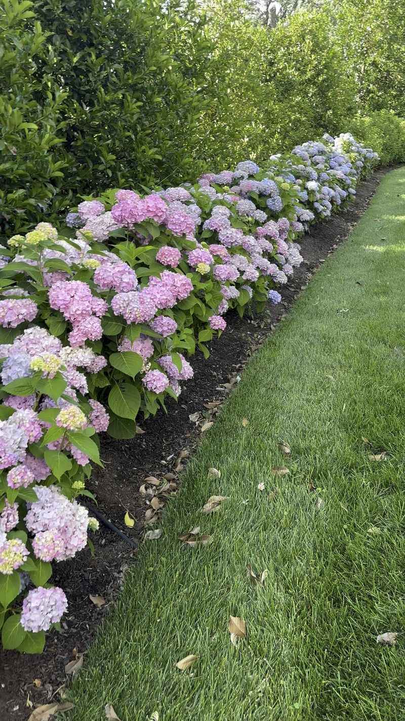 Shade And Mulching Strategies To Protect Blooms Shade And Mulching Strategies To Protect Blooms