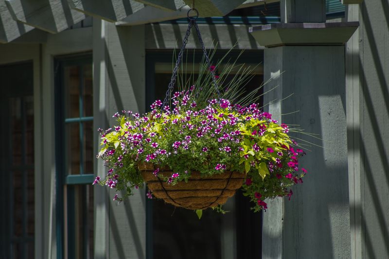 Shade And Placement Tips For Extreme Heat