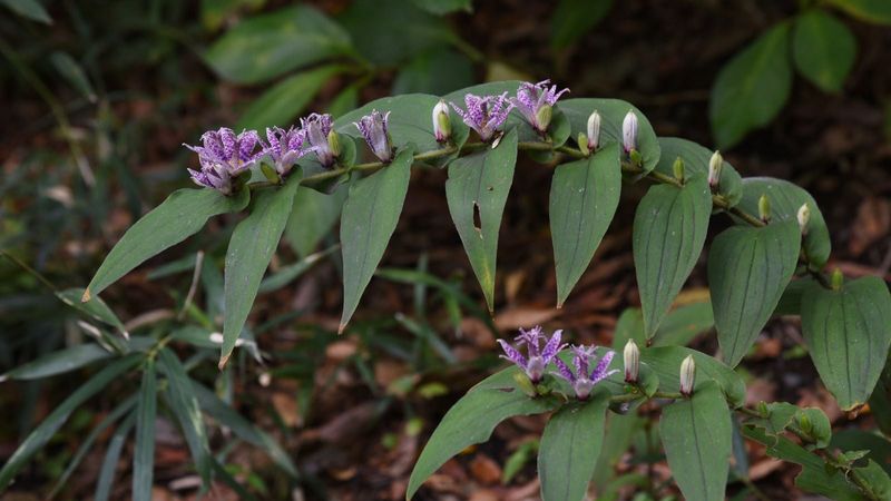 Shade Helps Keep The Soil From Drying Too Quickly